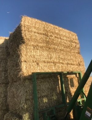 Windrowed Barley Straw