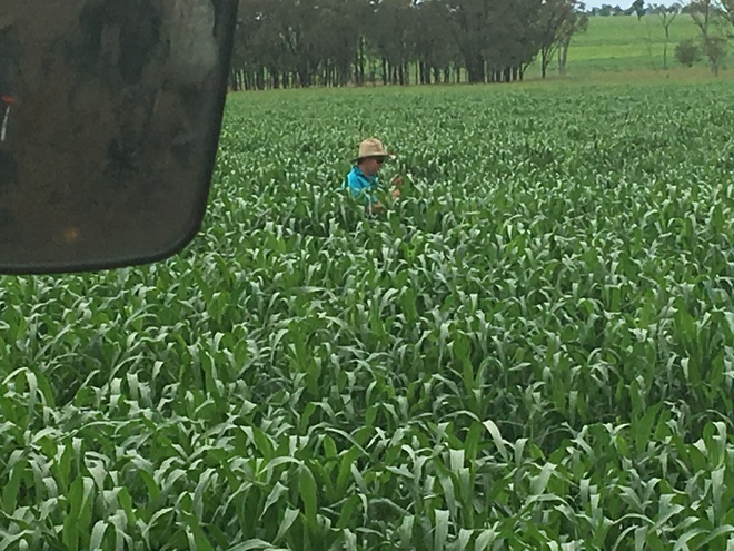 Hay irrigated and fertilised