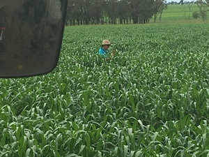 Hay irrigated and fertilised
