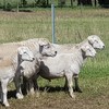 Australian White Ewes and Rams