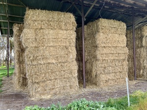 ❗️REDUCED❗️OATEN HAY with rye grass; Shedded 8x4x3 big squares; $160 PER TONNE