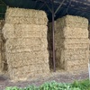 ❗️REDUCED❗️OATEN HAY with rye grass; Shedded 8x4x3 big squares; $160 PER TONNE