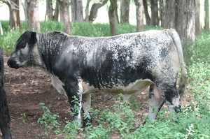 Speckle Park Bull by Southern Auroa