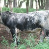 Speckle Park Bull by Southern Auroa