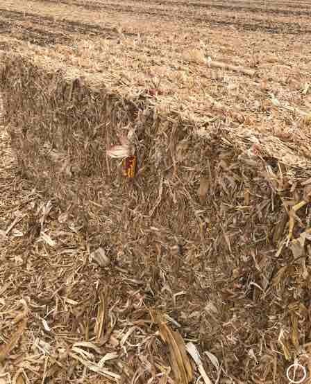Corn Stubble in 8x4x3 Bales