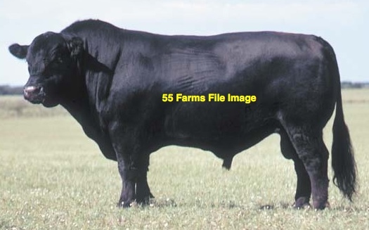 WANTED Bull Hire