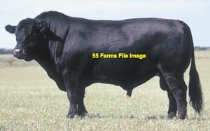 WANTED Bull Hire
