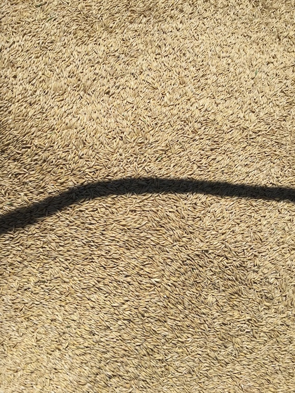 20-25mt Dual Purpose Oats ex farm