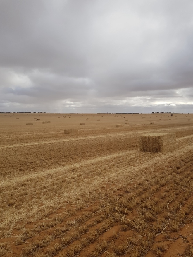 Barley Straw 500kg+ 8x4x3 Bales (19/20 Season)