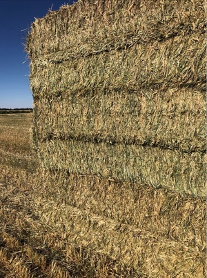 60 Hec of Irrigated Wheat For Sale - Ready to Load - 700kg Bales