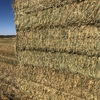 60 Hec of Irrigated Wheat For Sale - Ready to Load - 700kg Bales