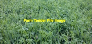 Standing Vetch Crop
