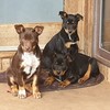 Kelpie x Blue Heeler Pups