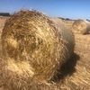 Oat straw 