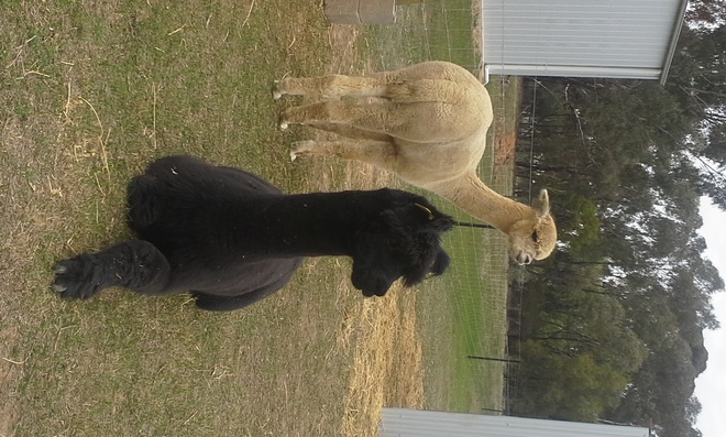 2 x Flock Protecting Wether Alpacas