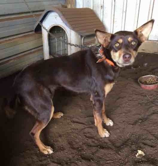 One year old brown and tan female kelpie