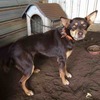 One year old brown and tan female kelpie