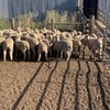 45 1st X Ewe Lambs