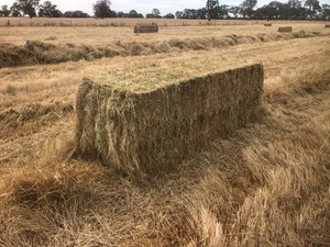  Ryegrass & Balansa medium squares-  94 - 3x3x8 square bales weighing 380-400 kgs - Sold By The Bale