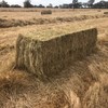  Ryegrass & Balansa medium squares-  94 - 3x3x8 square bales weighing 380-400 kgs - Sold By The Bale