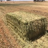 WHEAT HAY 