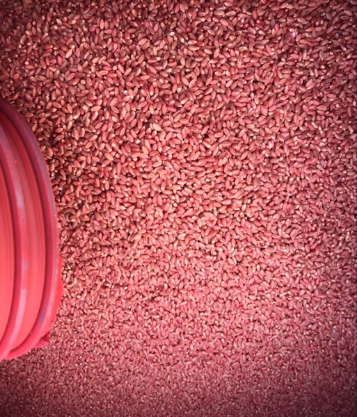 wheat seed
