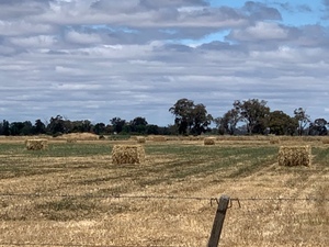 WHEATEN HAY FOR SALE