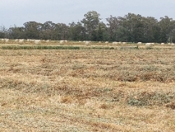 Oaten Hay