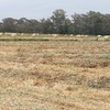 Oaten Hay