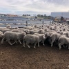 EOI - Approx 1500 MPM Merino Mixed Sex Lambs - WA
