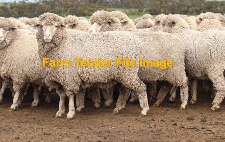 Forward sale of Merino Ewes 