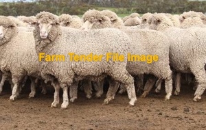 Forward sale of Merino Ewes 