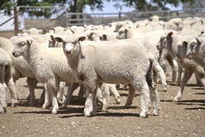 200 second cross lambs