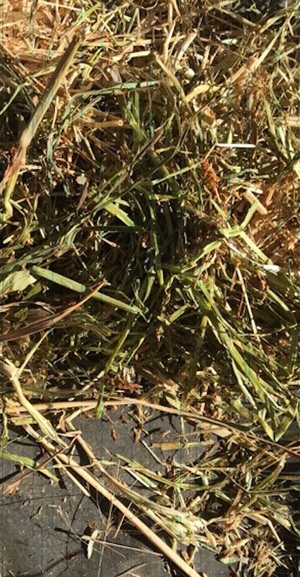 100mt Oaten Clover Rye Grass Hay 540kg 8x4x3 Bales + Freight