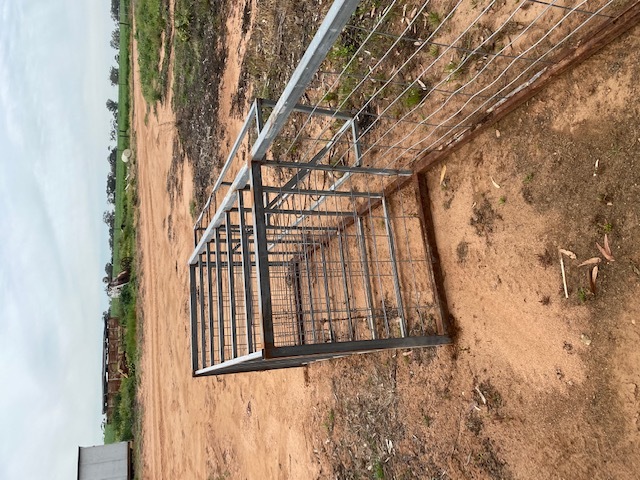 Calf Management Feedlot