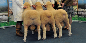 WANTED 10 Mature Dorset Rams for Ewe Lambs