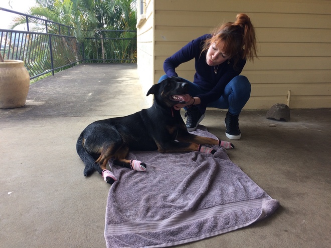 Black Fast Kelpie