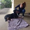 Black Fast Kelpie