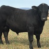 ANGUS BULLS - REGISTERED and Commercial