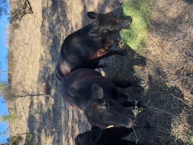 Lowline pure breed Mixed Herd