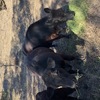 Lowline pure breed Mixed Herd