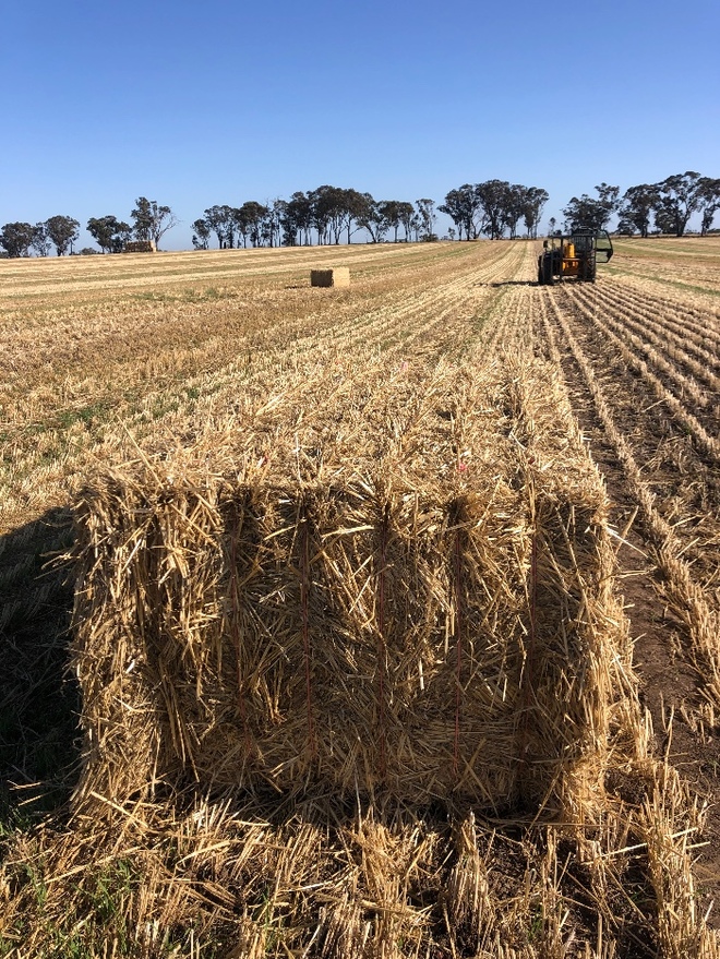 600mt Wheaten Straw 500kg 8x4x3 Bales