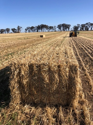 600mt Wheaten Straw 500kg 8x4x3 Bales