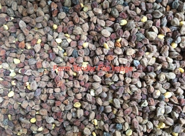 26mt Legume Screenings