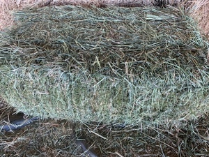 Pasture Hay