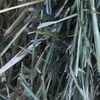 Barley Hay 8x4x3 (Shedded) 