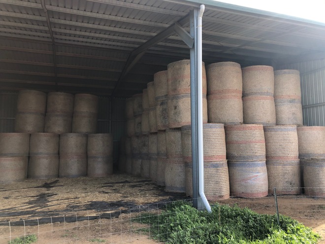 Irrigated Lucerne Hay in Round Bales