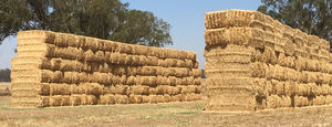  - Barley Straw 419 Bales 8x4x3 Large Squares  -  Sold By the Ton