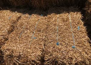 Pea Straw Small Square Bales