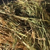 Barley Hay $220 tonne ex SA